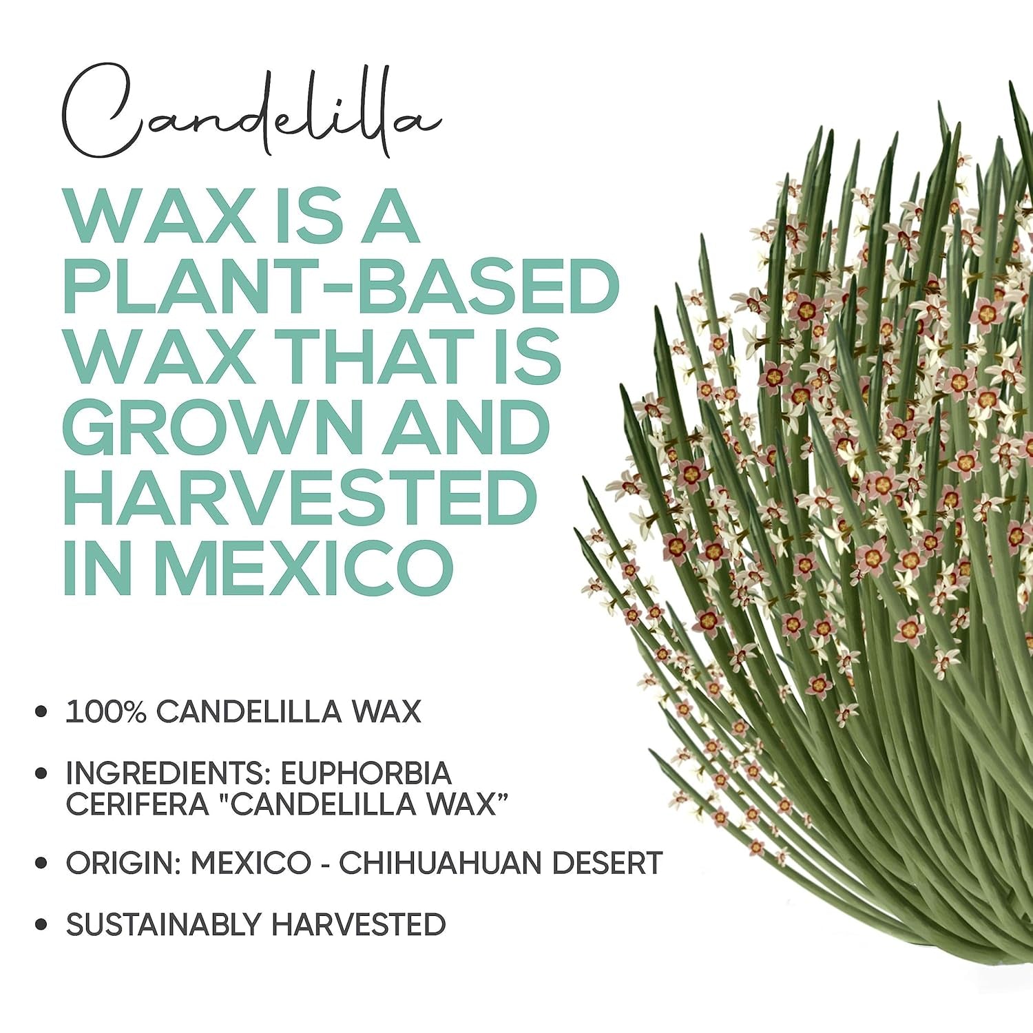 Candelilla Wax Pellets 8 Oz. 100% Pure Natual Food Grade Vegan Wax for DYI Lip Balm, Soap and Candle Making, Creams and Lotions. Great for Skin, Face, and Hair Applications. Beeswax Alternative